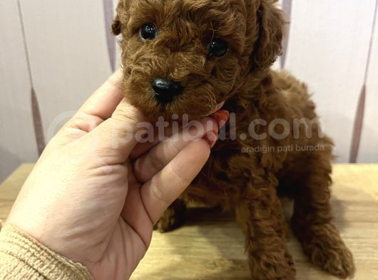 Redbrown Toypoodle görsel