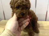 Redbrown Toypoodle