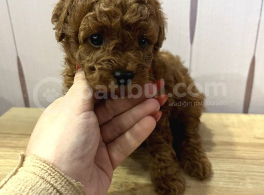 Redbrown Toypoodle görsel