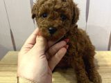 Redbrown Toypoodle