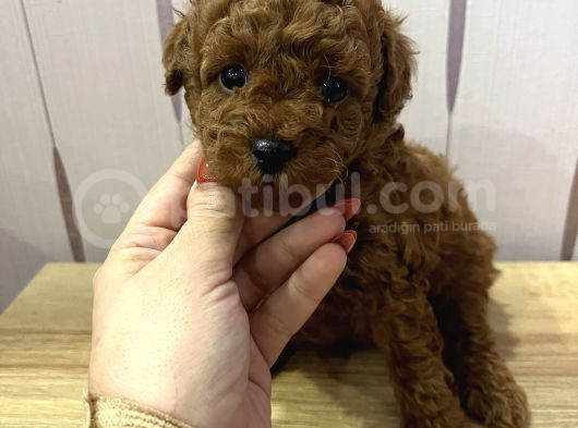 Redbrown Toypoodle görsel