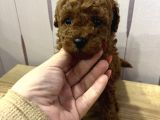 Redbrown Toypoodle
