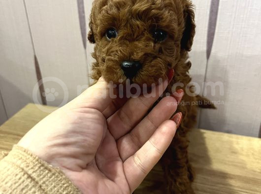Redbrown Toypoodle görsel