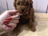 Redbrown Toypoodle