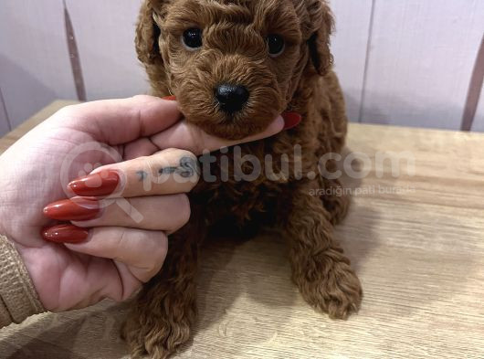 Redbrown Toypoodle görsel