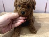 Redbrown Toypoodle
