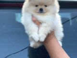 Ayı Surat Pomeranian Boo Yavrular Her Yere Gönderilir