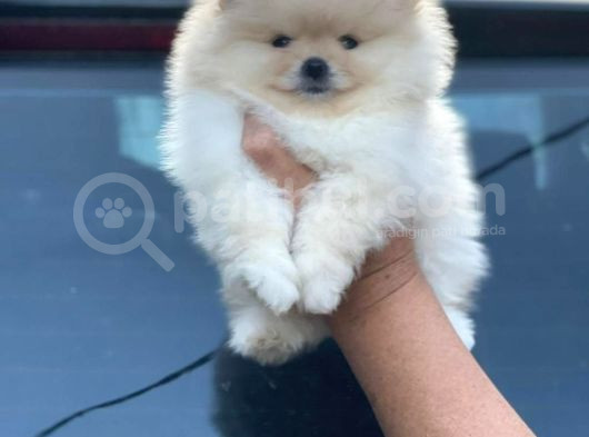 Ayı Surat Pomeranian Boo Yavrular Her Yere Gönderilir görsel