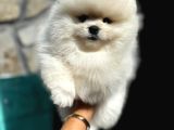Ayı Surat Pomeranian Boo Yavrular Her Yere Gönderilir