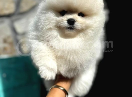 Ayı Surat Pomeranian Boo Yavrular Her Yere Gönderilir görsel