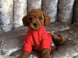 ORİJİNAL TOY POODLE bEBEKLER