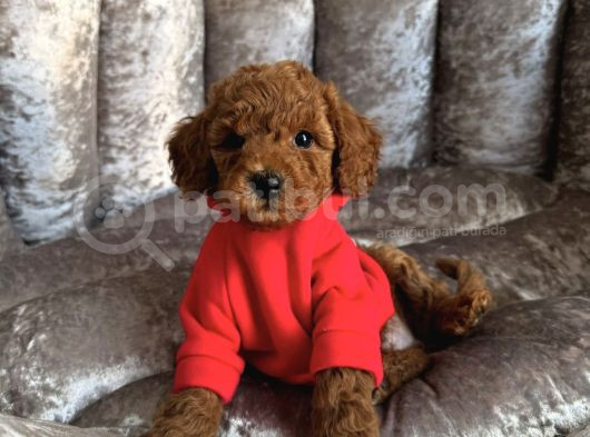 Ori̇ji̇nal Toy Poodle Bebekler