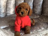 Ori̇ji̇nal Toy Poodle Bebekler