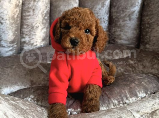 Ori̇ji̇nal Toy Poodle Bebekler görsel