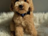 F1 MALTİPOO YAVRULARI