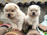 Safkan Chow Chow Bebekler