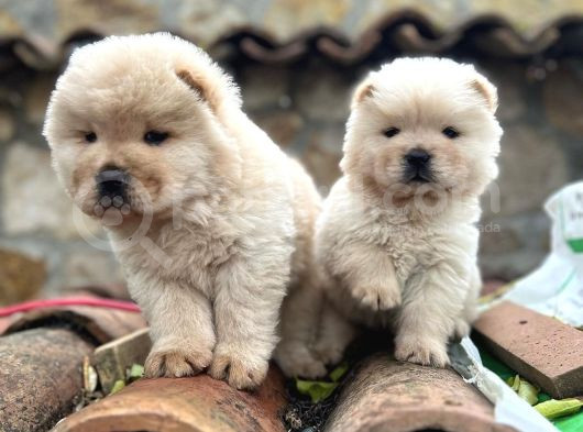 Safkan Chow Chow Bebekler görsel