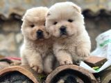 SAFKAN CHOW CHOW BEBEKLER