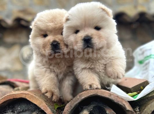 Safkan Chow Chow Bebekler