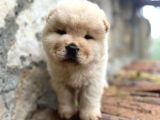 Safkan Chow Chow Bebekler