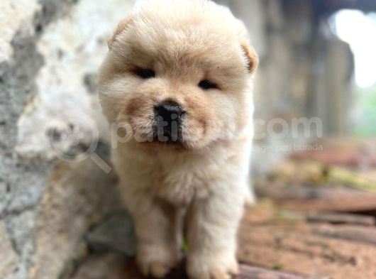 Safkan Chow Chow Bebekler görsel