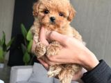 TEACUP MALTİPOO BEBEKLER