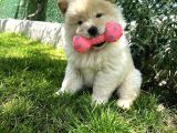 KOCA KAFA CHOW CHOW YAVRULAR