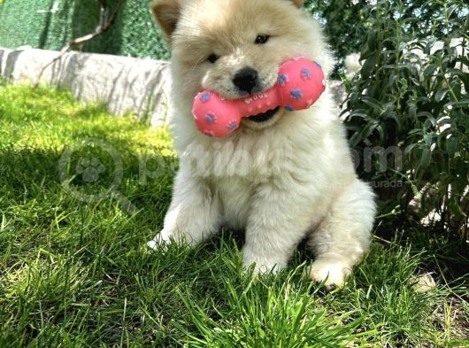 Koca Kafa Chow Chow Yavrular