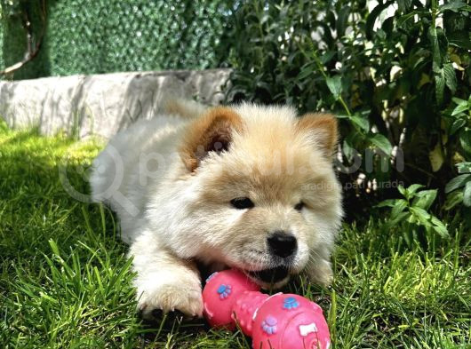Koca Kafa Chow Chow Yavrular görsel