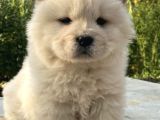 MUHTEŞEM CHOW CHOW YAVRULAR
