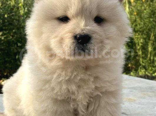 Muhteşem Chow Chow Yavrular