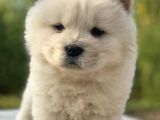 Muhteşem Chow Chow Yavrular
