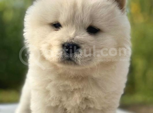 Muhteşem Chow Chow Yavrular görsel