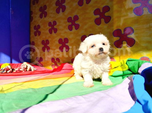 Vazgeçilmez Olan Ilk Yavru Deneyimi Için Maltese Terrier görsel