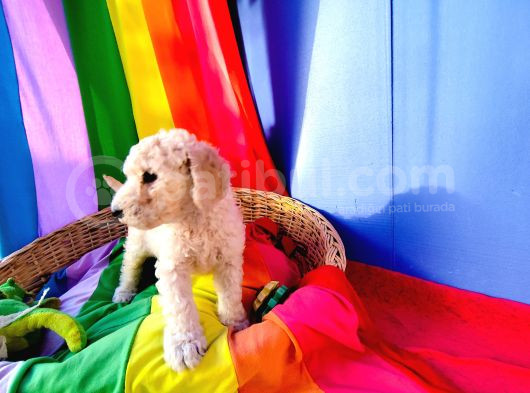 Dev Poodle Yavrularımız Için Dev Kampanya görsel