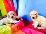 Dev Poodle Yavrularımız Için Dev Kampanya