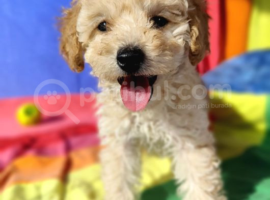 A Kalite Toy Poodle Yavrularımız