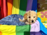 A Kalite Toy Poodle Yavrularımız