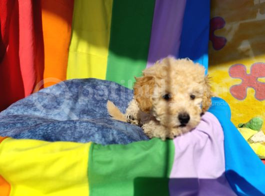 A Kalite Toy Poodle Yavrularımız görsel