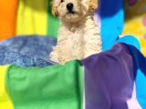 A Kalite Toy Poodle Yavrularımız