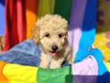 A Kalite Toy Poodle Yavrularımız