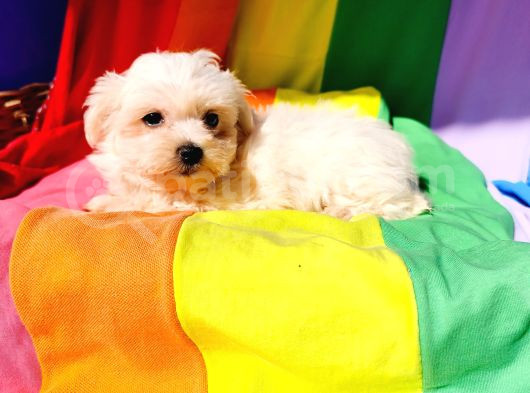 Vazgeçilmez Olan Ilk Yavru Deneyimi Için Maltese Terrier