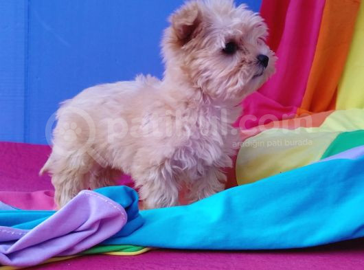Efsane Morkie Yavrularımız Muhteşem Güzellikte Ve Kalitede görsel
