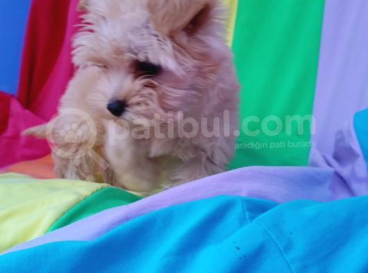 Efsane Morkie Yavrularımız Muhteşem Güzellikte Ve Kalitede görsel