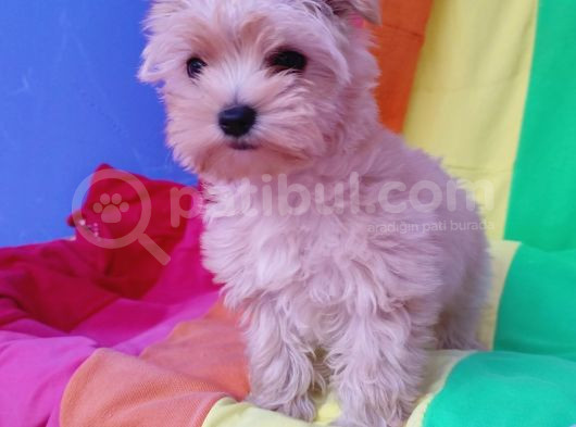 Efsane Morkie Yavrularımız Muhteşem Güzellikte Ve Kalitede görsel