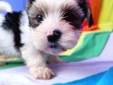 Efsane Morkie Yavrularımız Muhteşem Güzellikte Ve Kalitede