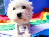 Vazgeçilmez Olan Ilk Yavru Deneyimi Için Maltese Terrier