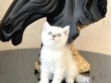 Mavi̇ Göz Bri̇ti̇sh Shorthai̇r Lnyx Poi̇nt Yavrularim