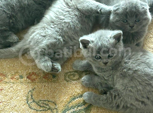 Scottish Fold Istanbul görsel