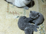 Scottish Fold Istanbul